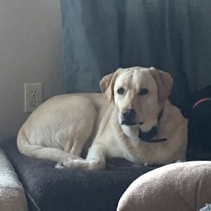 Meet your Posher, Cody